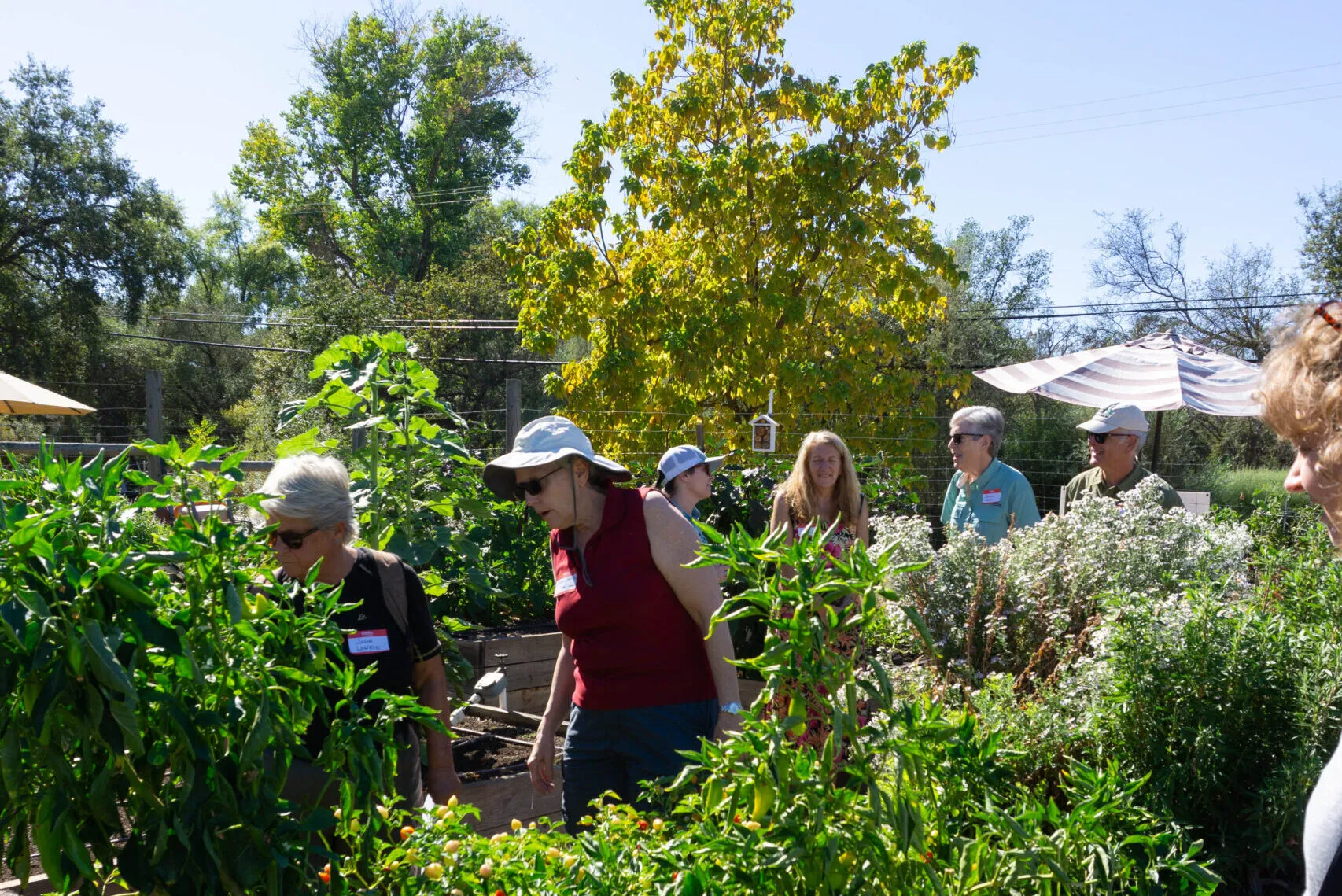 Placer County Community Garden Leader’s Tour: Fostering Connection, Sharing, and Place-Based Leadership